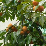 Sharon fruit type , tree outside breeders koi house.