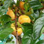 Close look at Permisson or Sharon fruit tree.